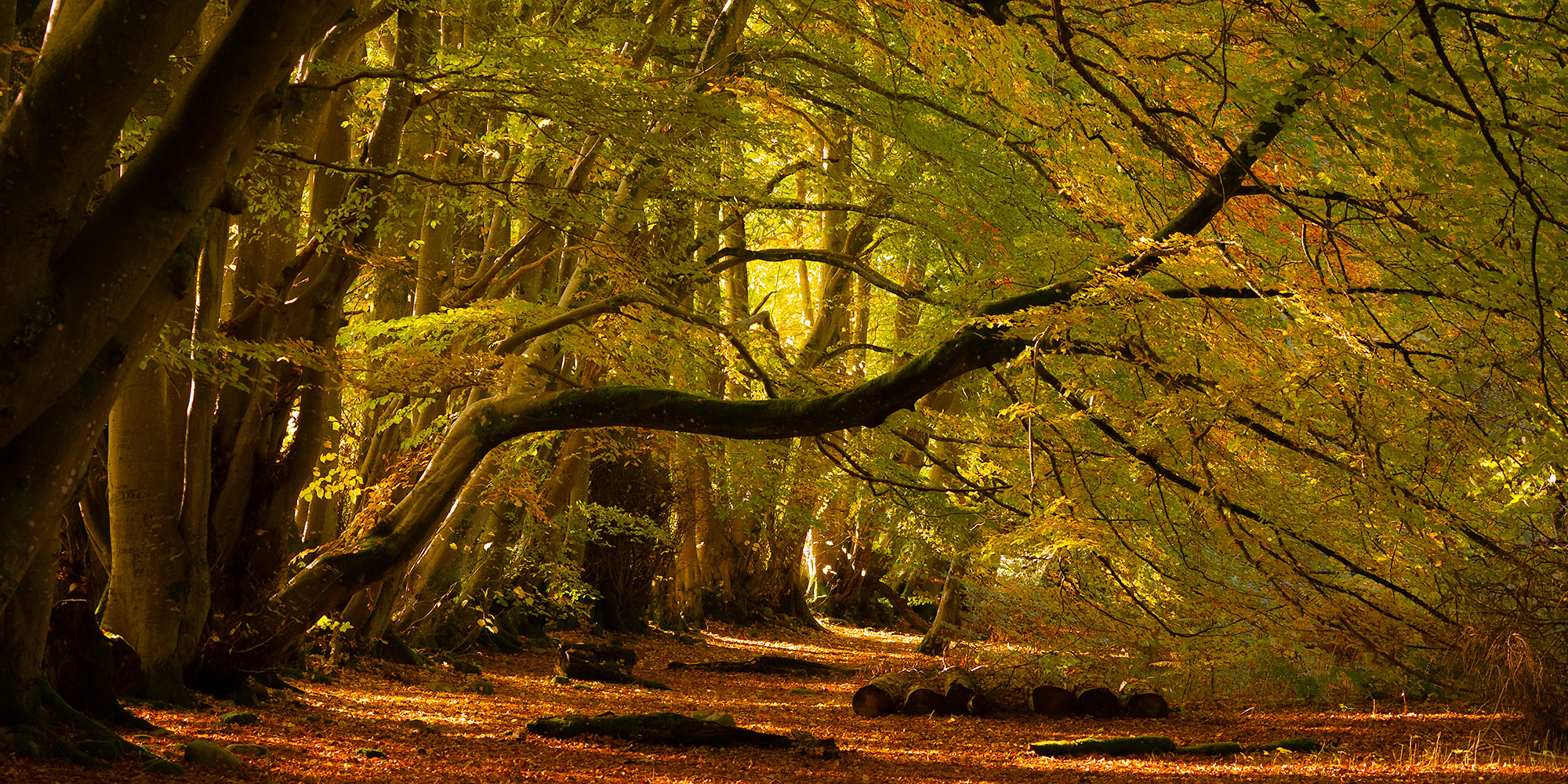 2024 Perthshire autumn