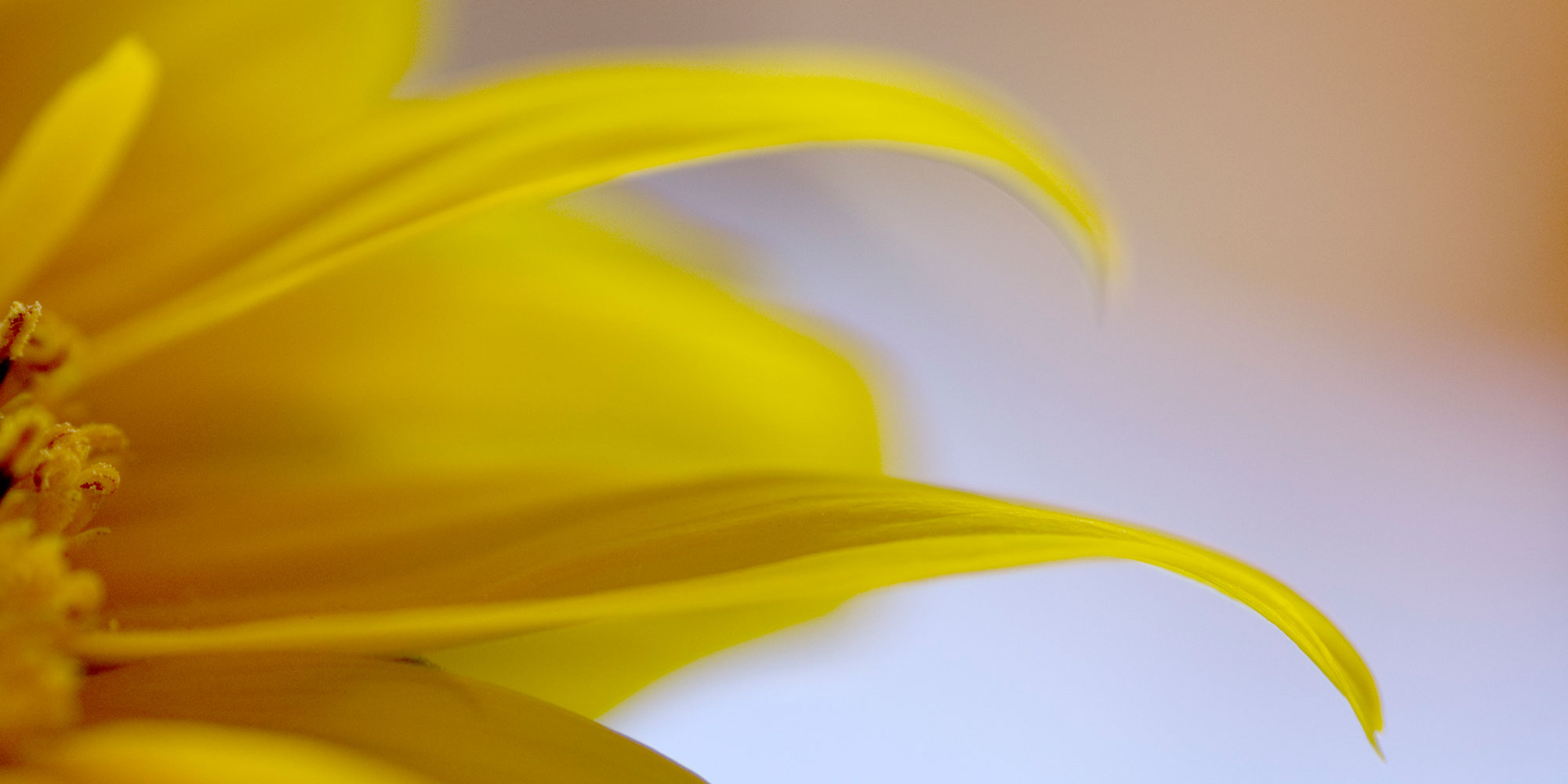 sunflower with bokeh