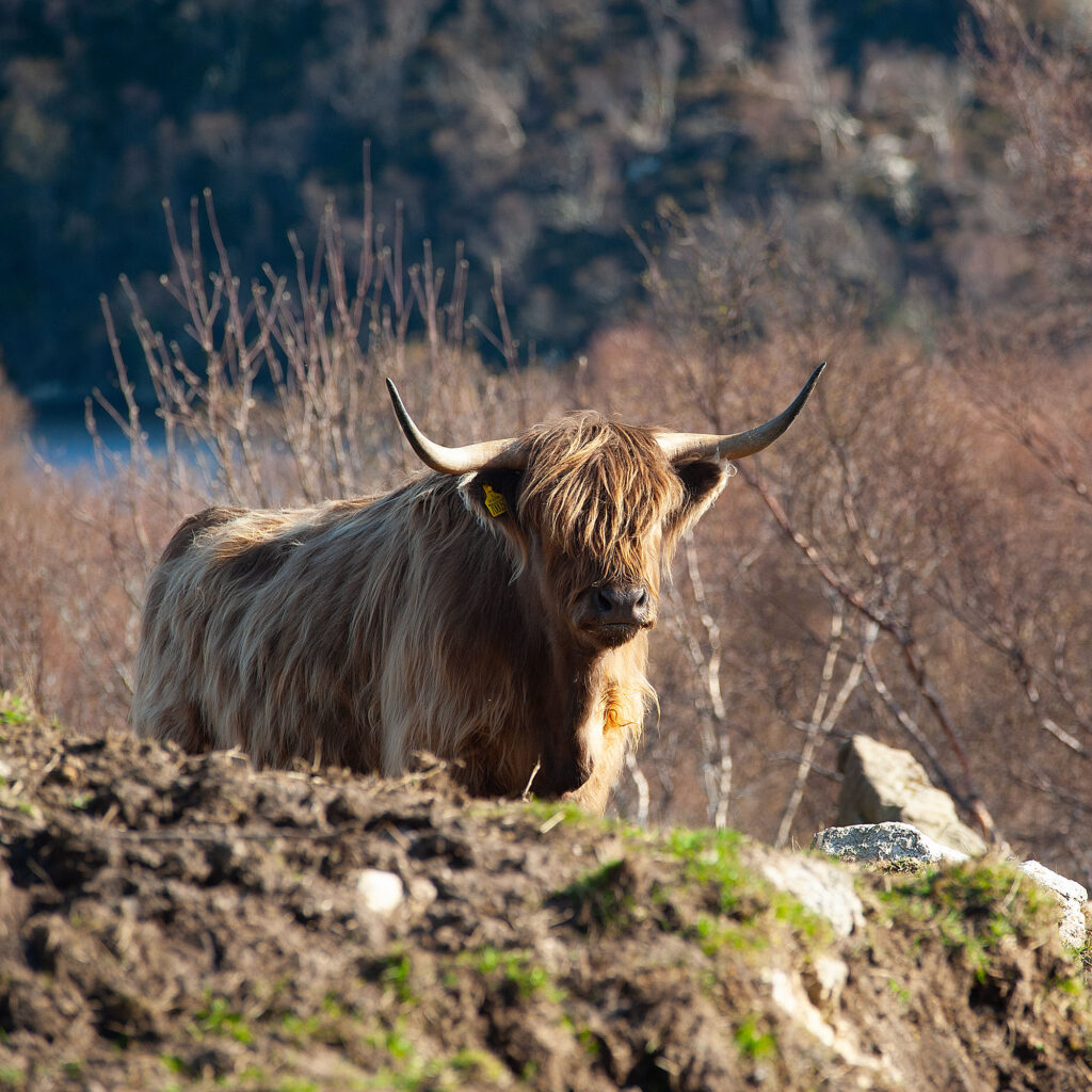 Highland Cow, Scotland