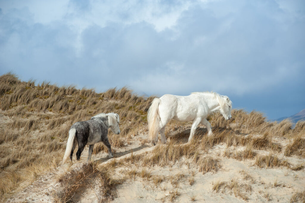 Ponys on the beach, Isle of Harris, Scotland