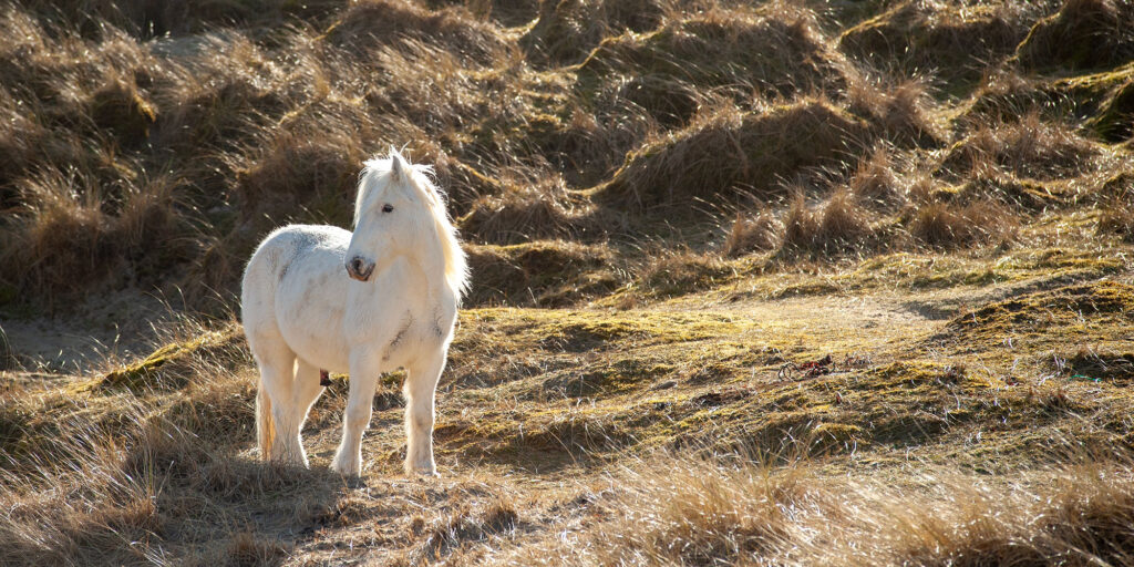 Ponys on the beach, Isle of Harris, Scotland