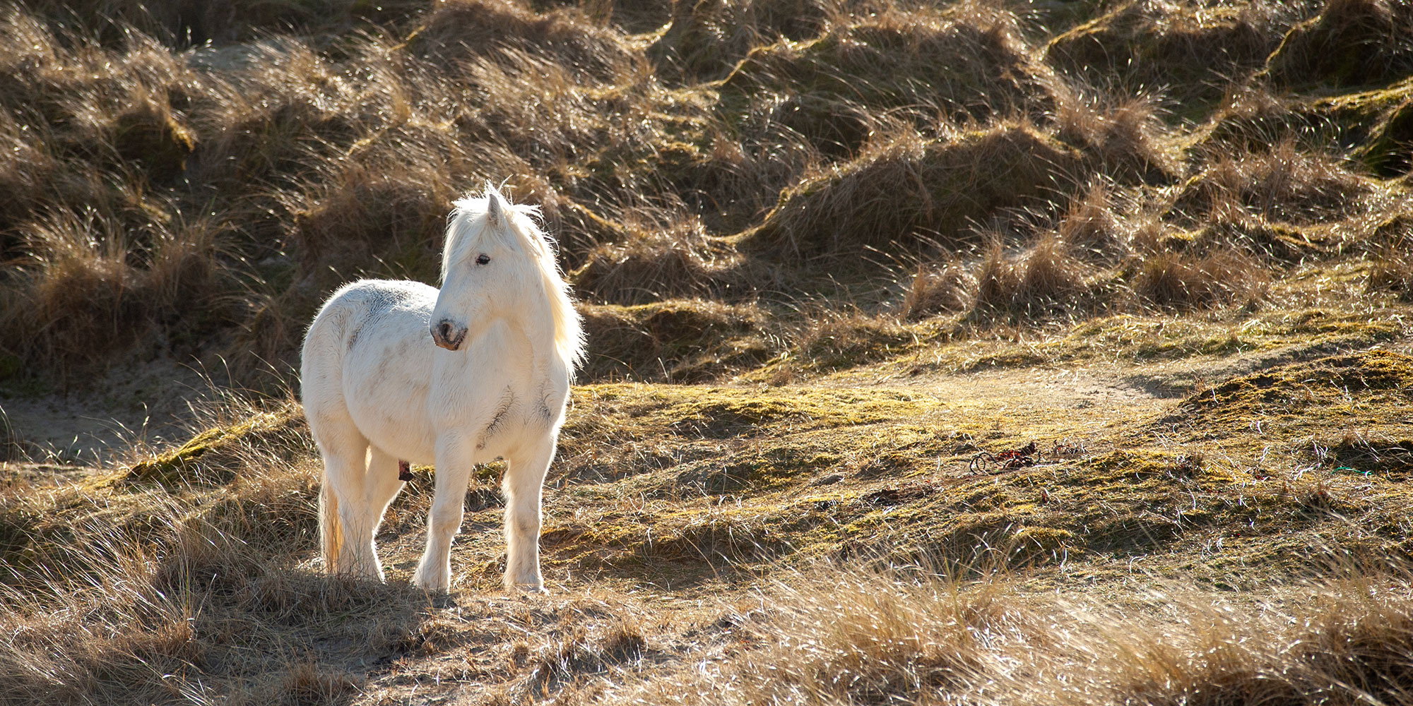 Ponys on the beach, Isle of Harris, Scotland