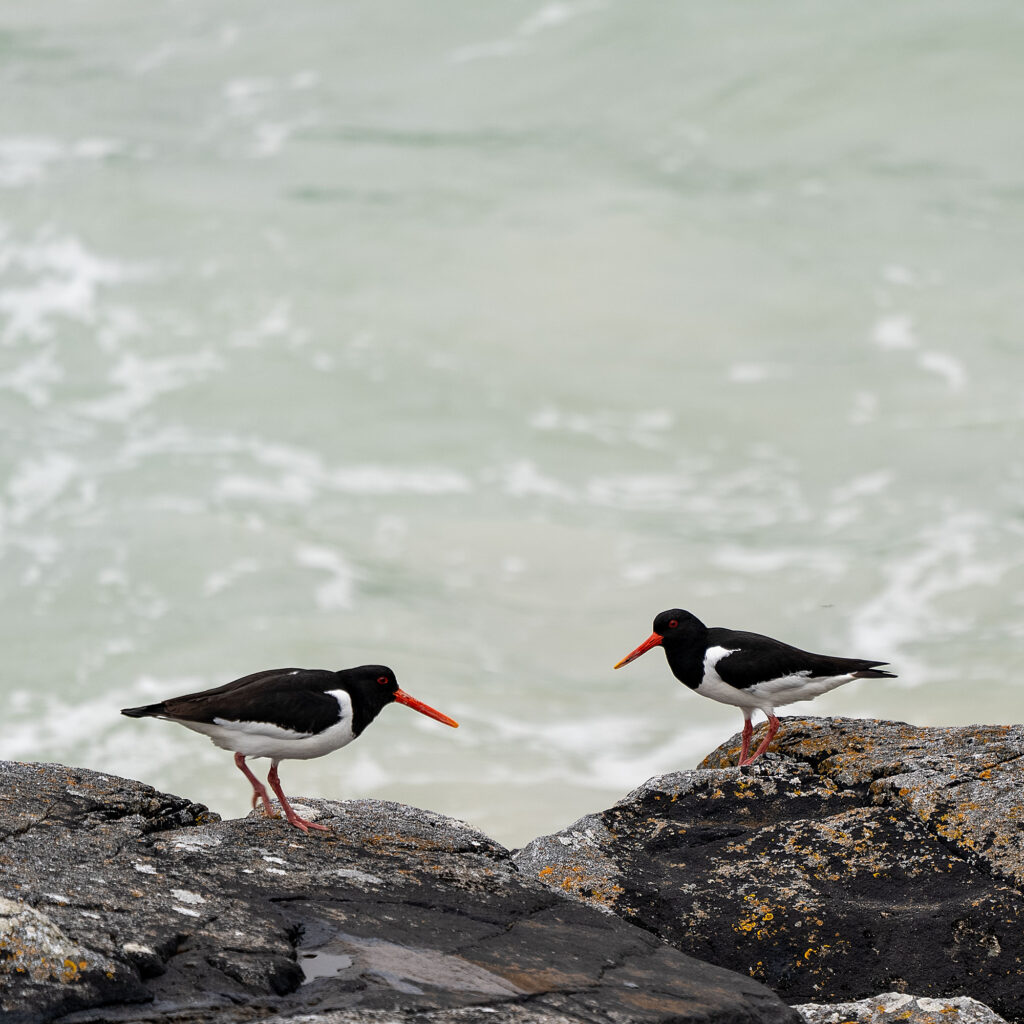 Oystercatchers