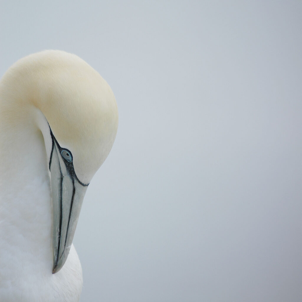 gannet in Scotland