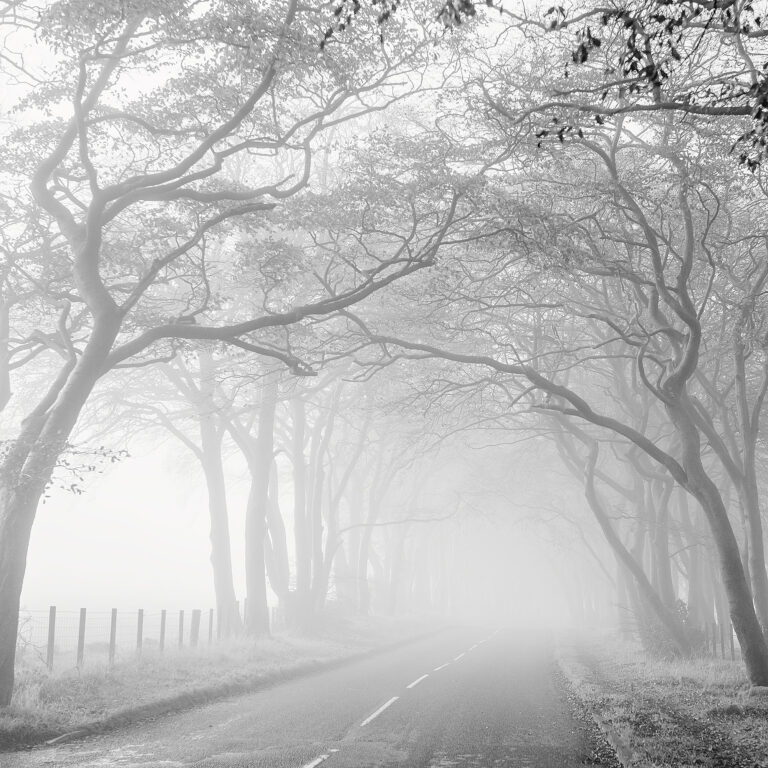 foggy trees Scotland