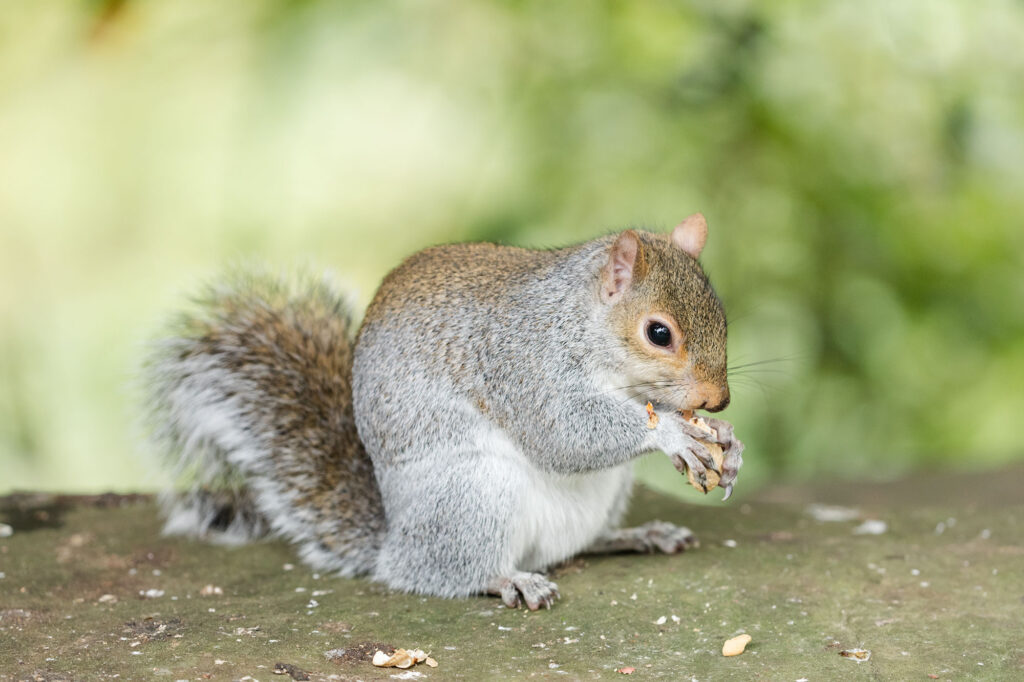 Grey squirrel Scotland