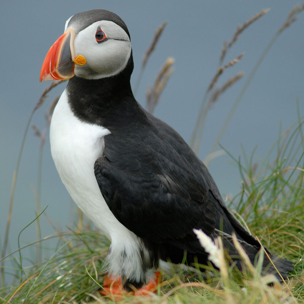 single puffin Scotland