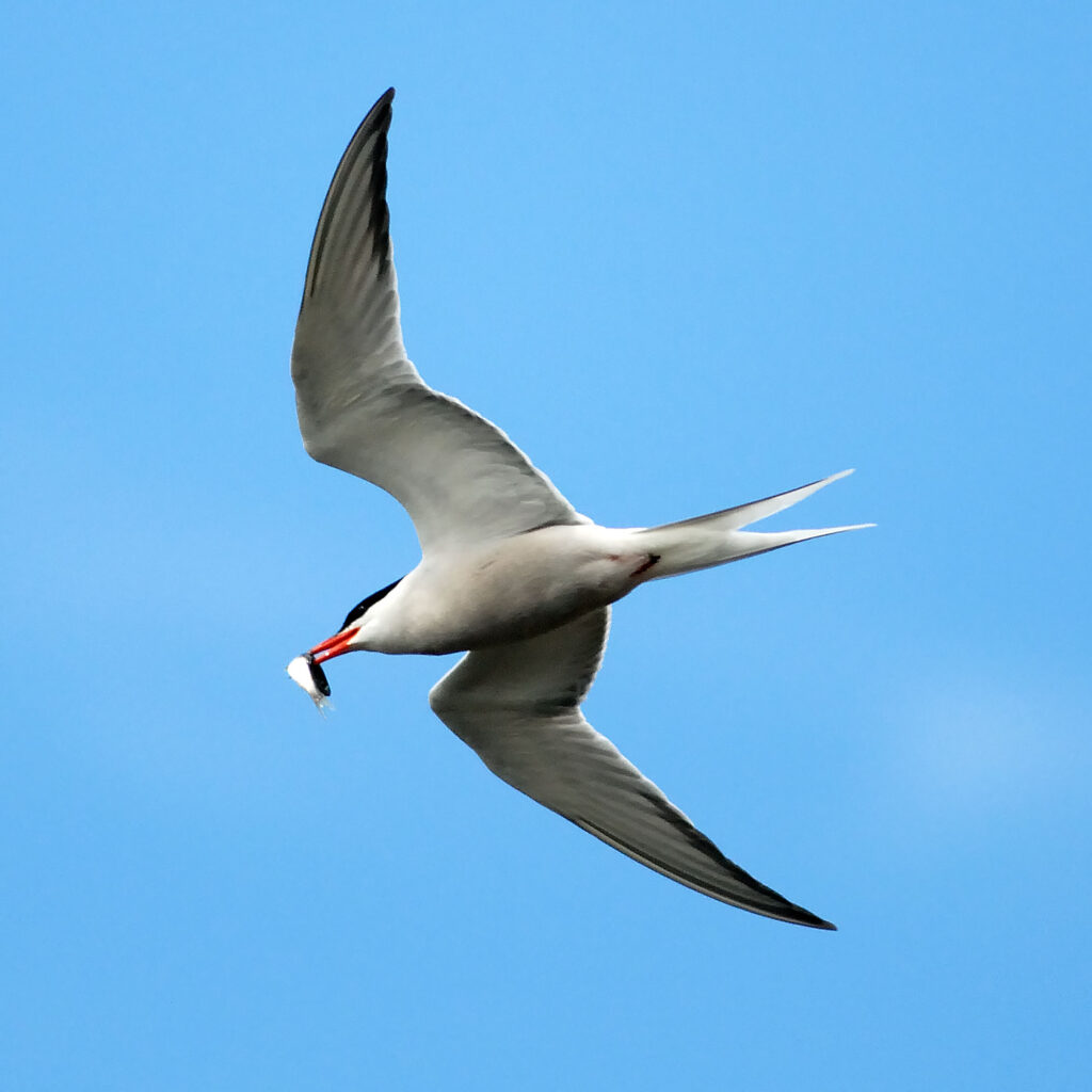arctic tern with fish scotland