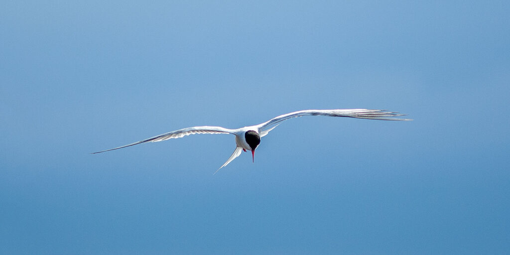 arctic tern in flight Scotland
