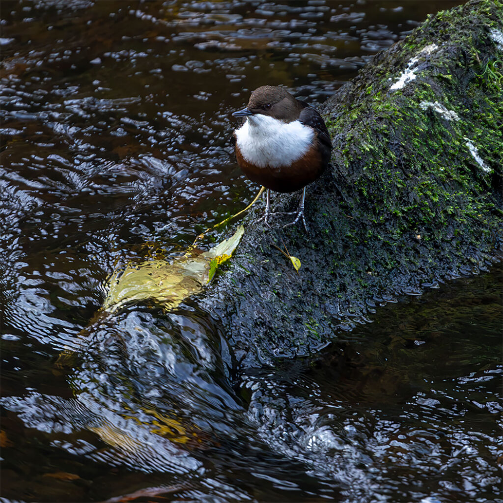 White Throated Dipper taken at the Water of Leith in Edinburgh