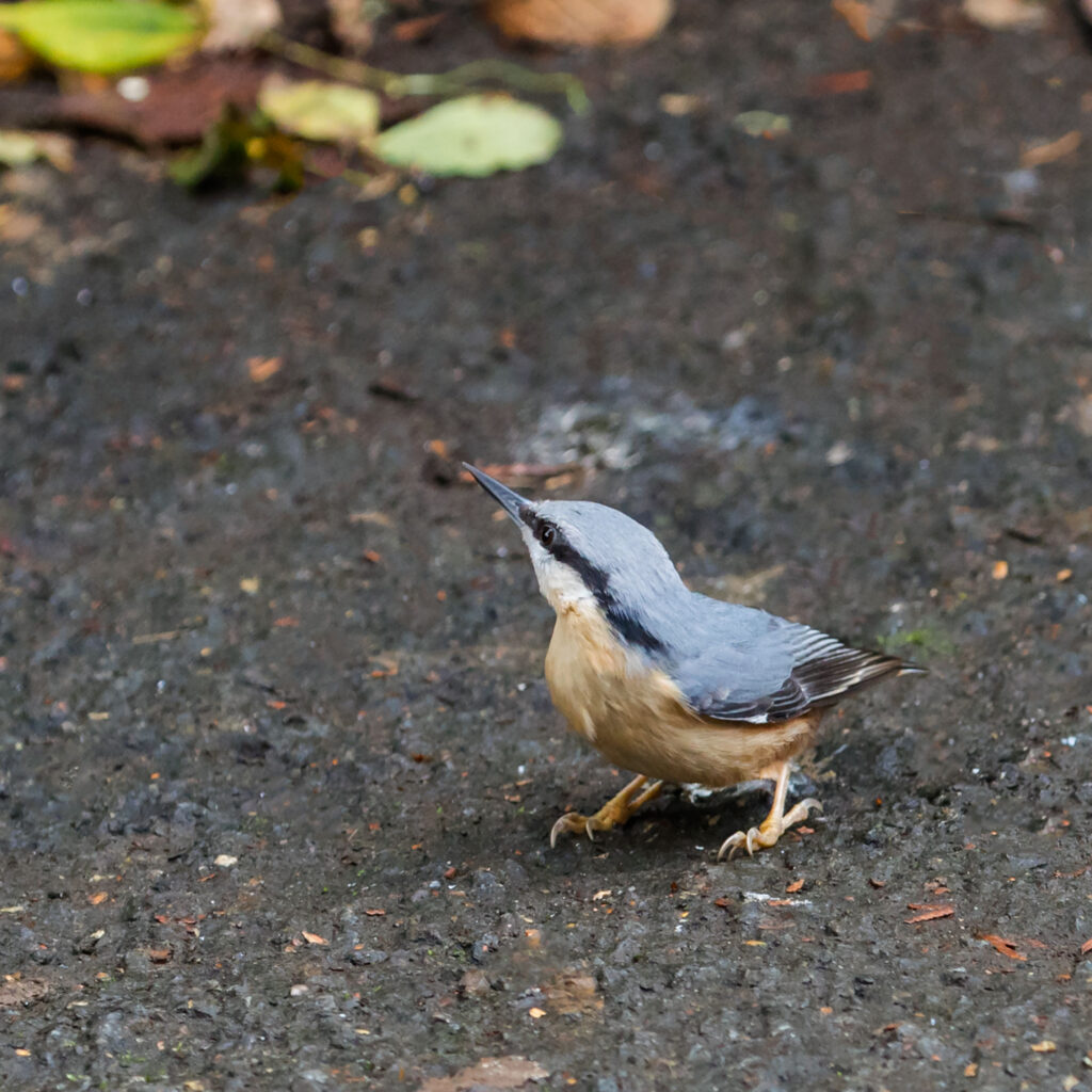 Eurasian Nuthatch