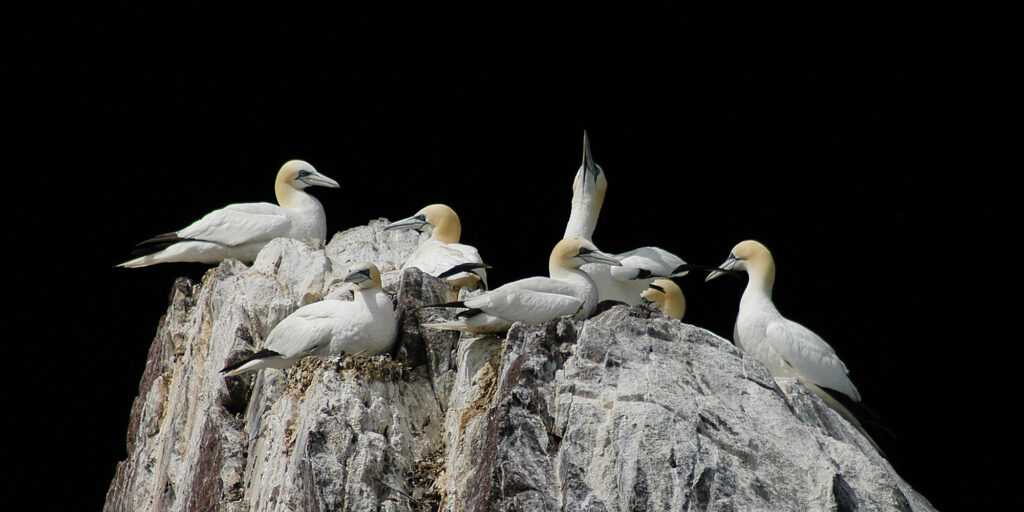 gannets in Scotland