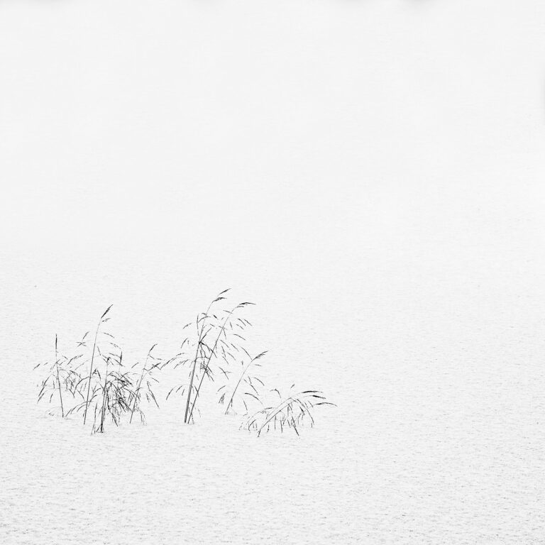 grass in the snow minimal photography