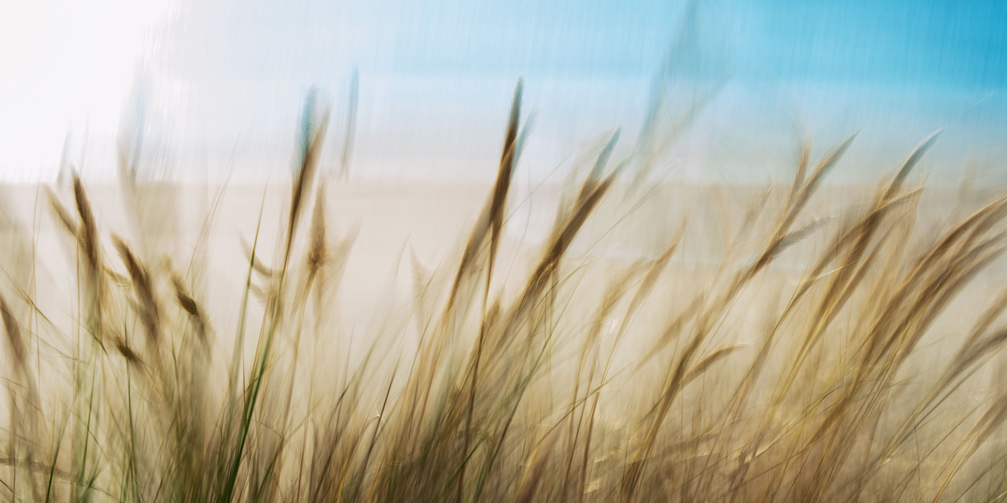 grasses in the wind photo art