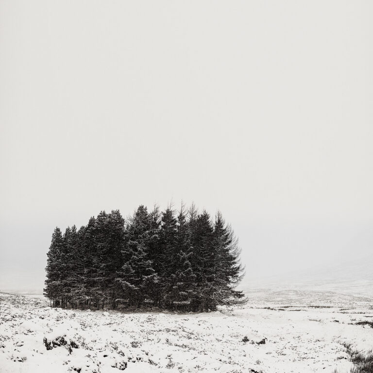 group of trees minimal photography
