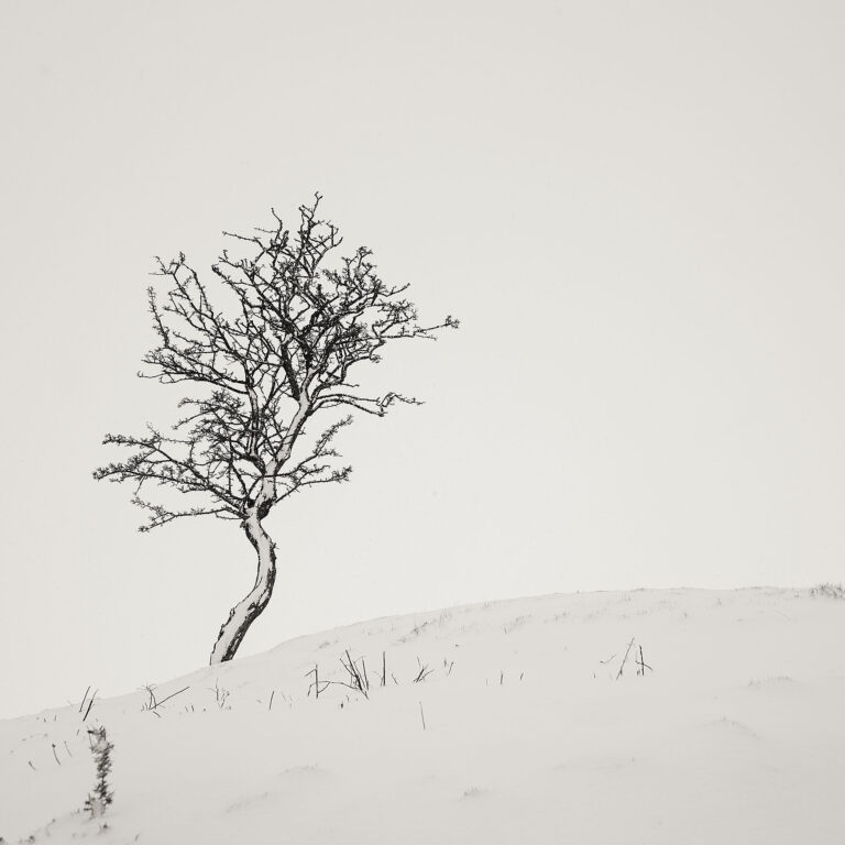 lone tree minimal photography