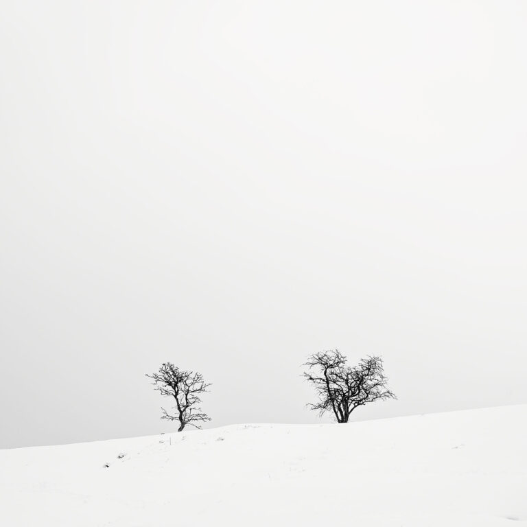 lone trees minimal photography