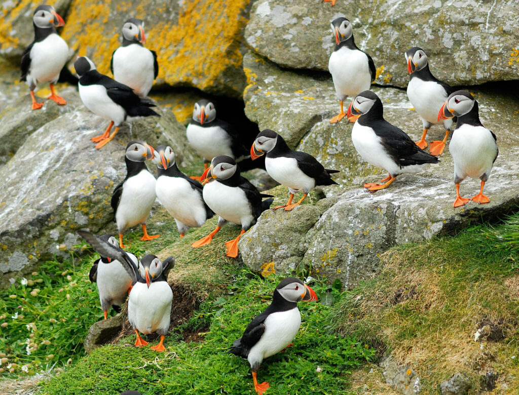 puffins scotland