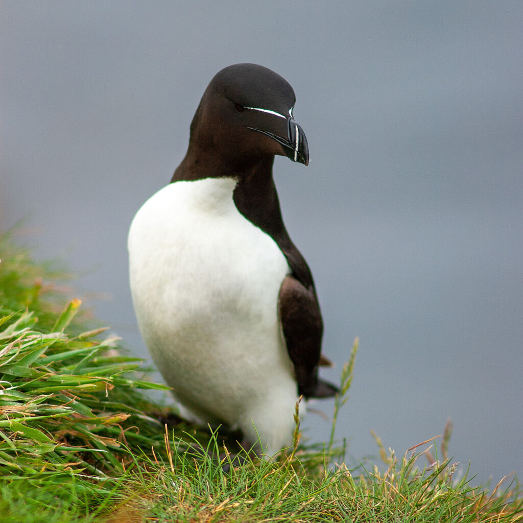 razor bill in scotland