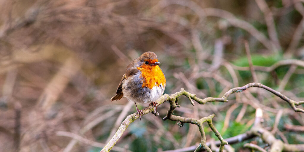 red robin