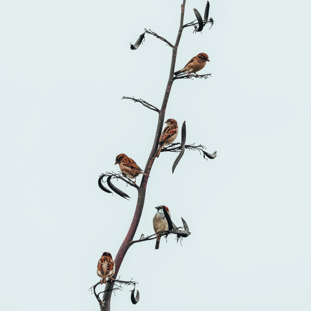 Garden Sparrows