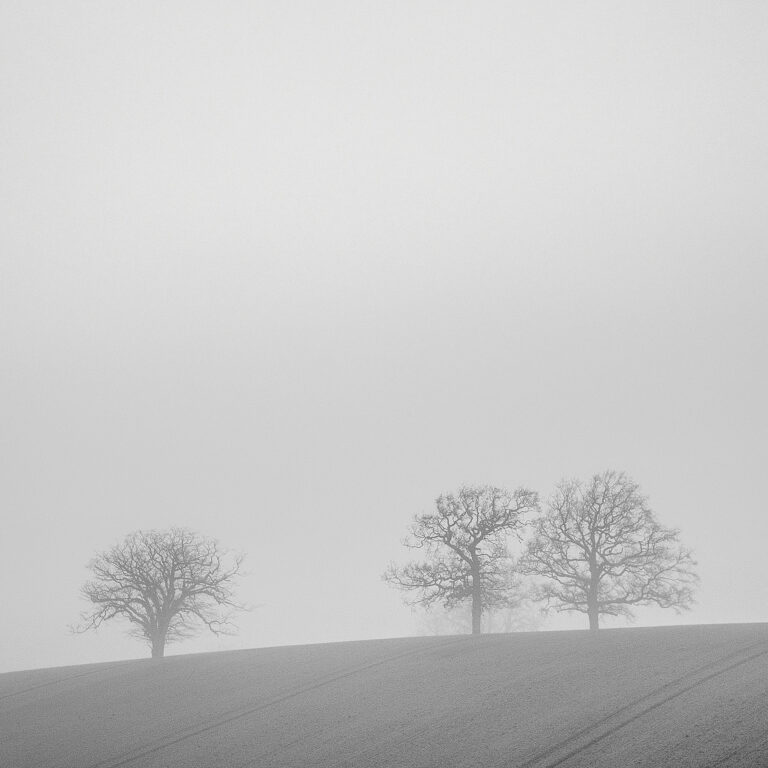 three lone trees minimal photography