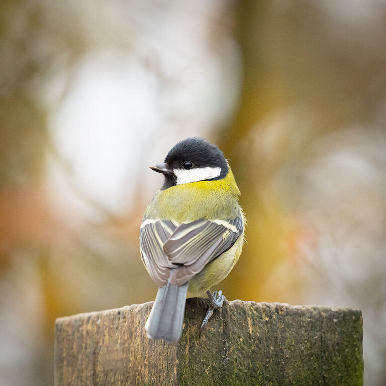 Coaltit sitting on a branch