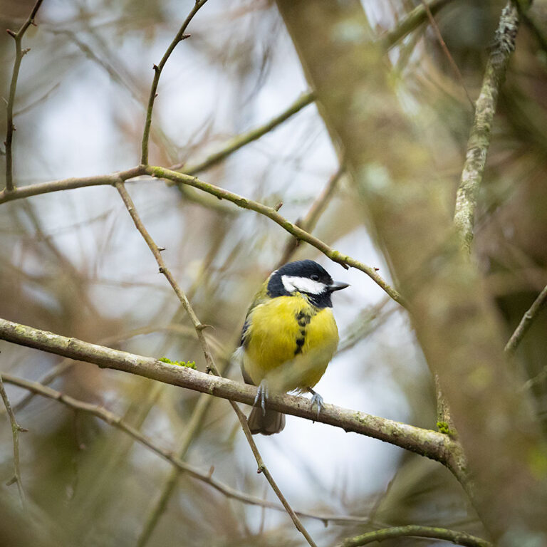Coaltit sitting on a branch