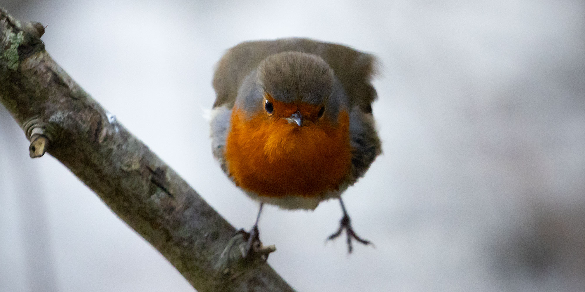 Robin standing on one leg