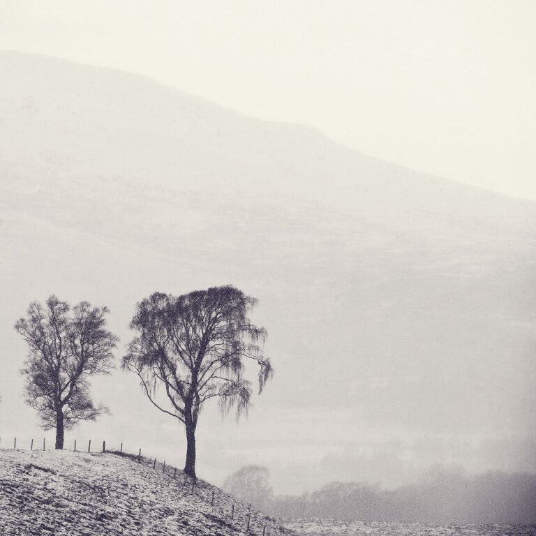 two lone trees minimal photography
