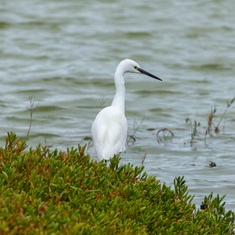 Egret at nature reserve at Maspalomas in Gran Canaria