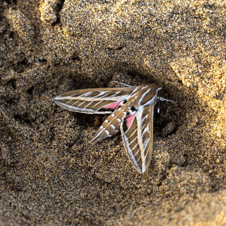 Striped hawk-moth, Maspalomas in Gran Canaria