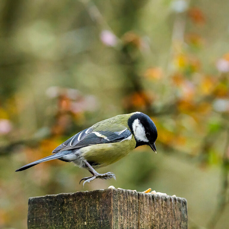 Eurasian Blue Tit, Townhill Loch, Fife, Scotland