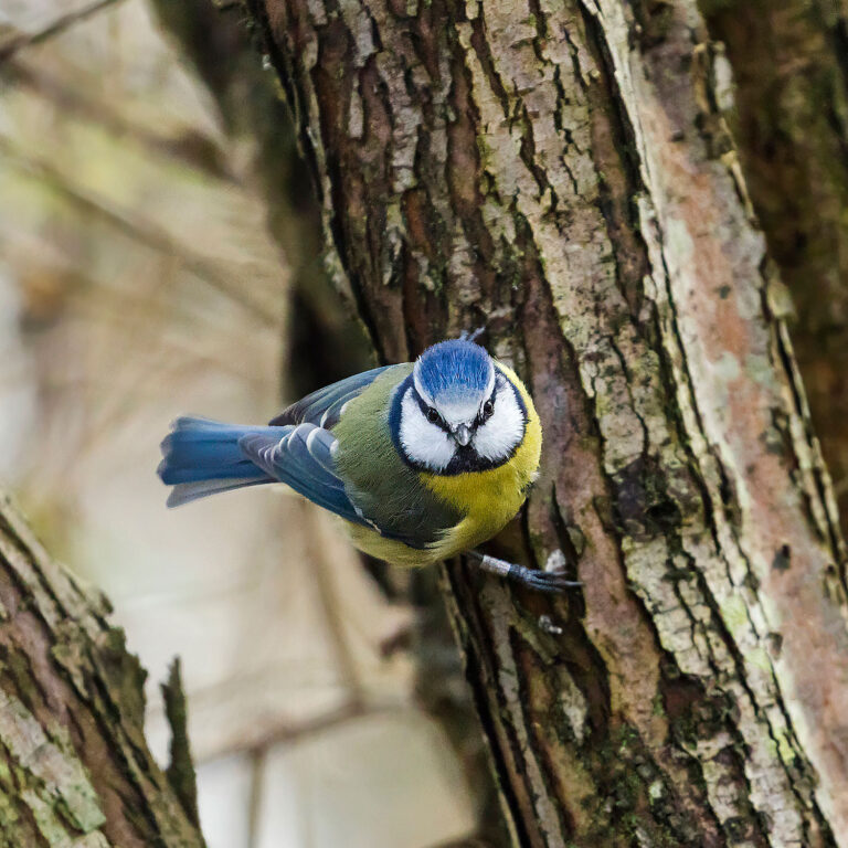Eurasian Blue Tit, Townhill Loch, Fife, Scotland