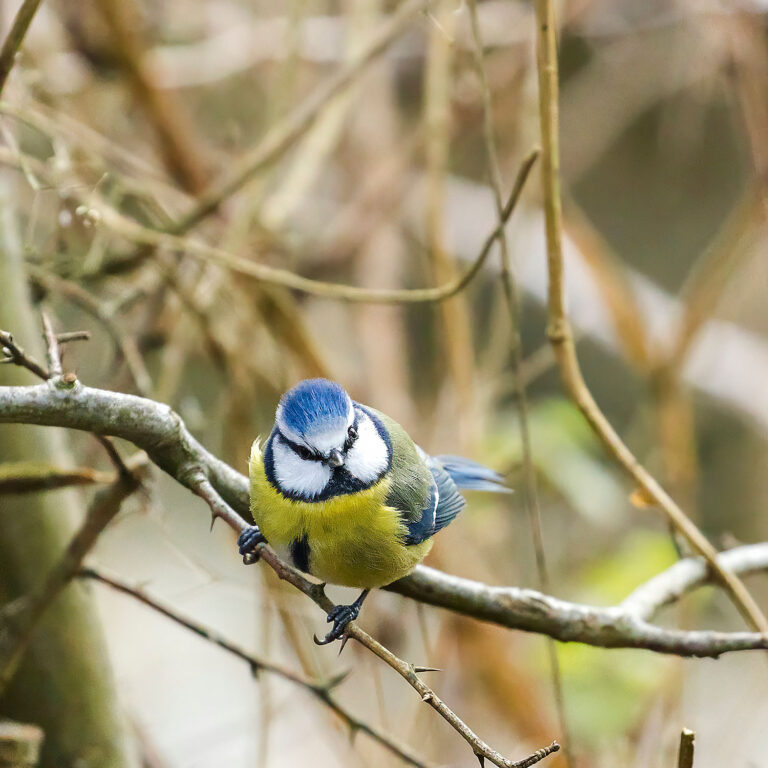 Eurasian Blue Tit, Townhill Loch, Fife, Scotland