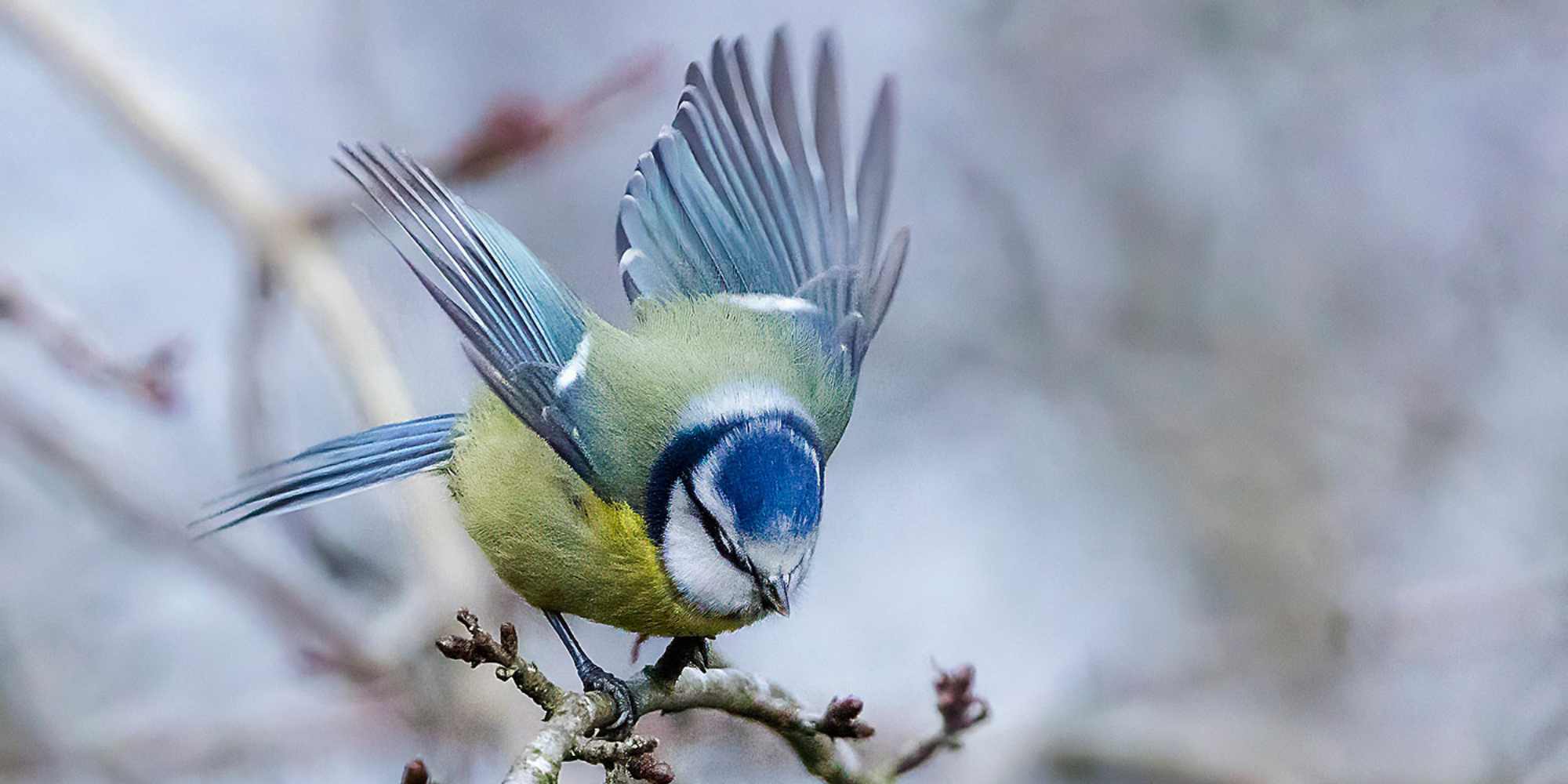 Eurasian Blue Tit