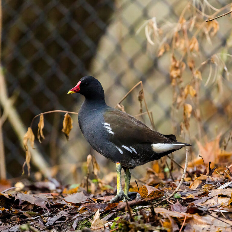 Common Moorhen, Townhill Loch, Fife, Scotland