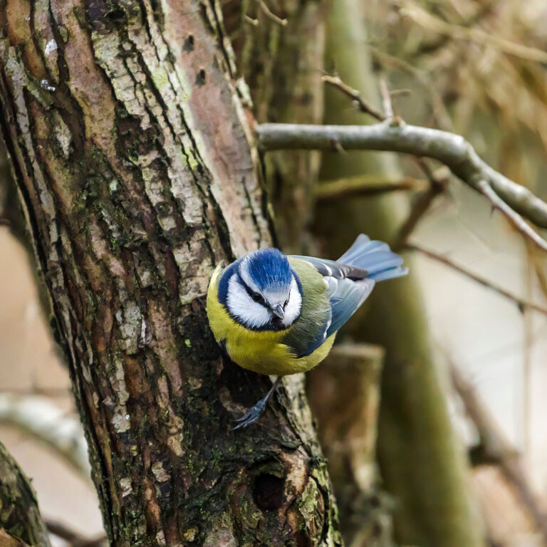 Eurasian Blue Tit, Townhill Loch, Fife, Scotland