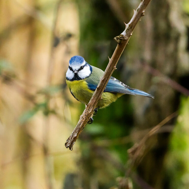 Eurasian Blue Tit, Townhill Loch, Fife, Scotland