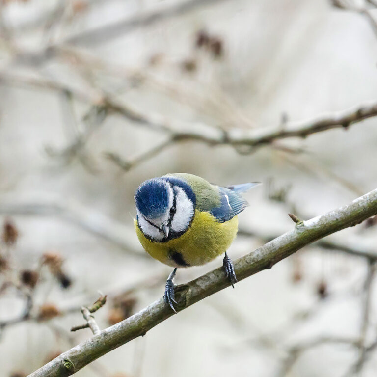 Eurasian Blue Tit, Townhill Loch, Fife, Scotland
