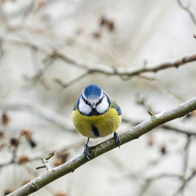 Eurasian Blue Tit, Townhill Loch, Fife, Scotland