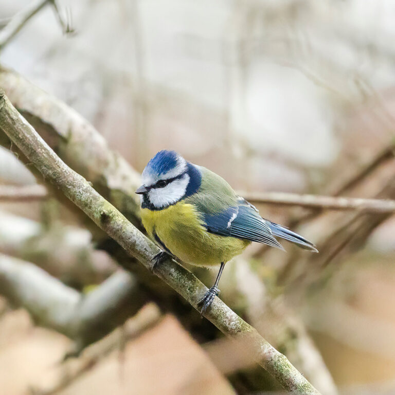 Eurasian Blue Tit, Townhill Loch, Fife, Scotland