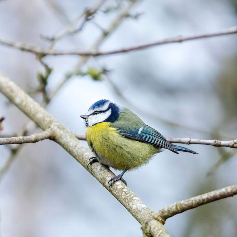 Eurasian Blue Tit, Townhill Loch, Fife, Scotland