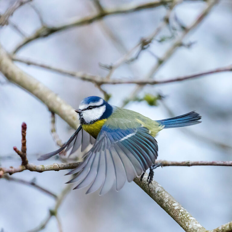 Eurasian Blue Tit, Townhill Loch, Fife, Scotland