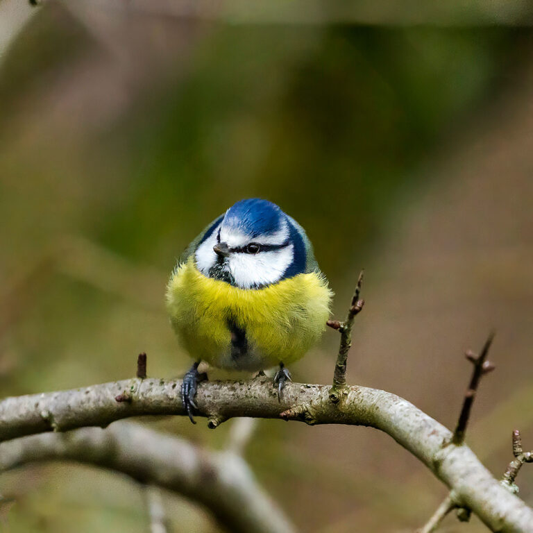 Eurasian Blue Tit, Townhill Loch, Fife, Scotland