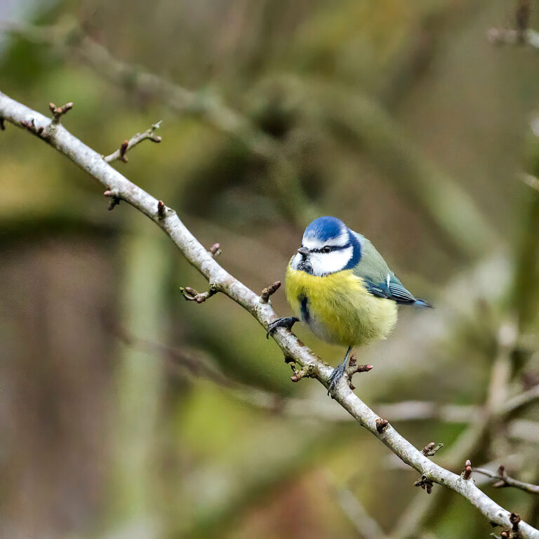 Eurasian Blue Tit, Townhill Loch, Fife, Scotland