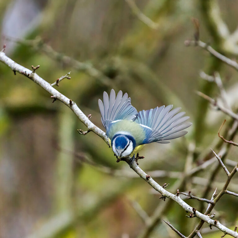 Eurasian Blue Tit, Townhill Loch, Fife, Scotland