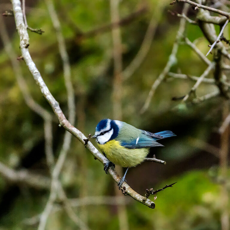 Eurasian Blue Tit, Townhill Loch, Fife, Scotland