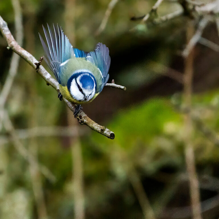 Eurasian Blue Tit, Townhill Loch, Fife, Scotland