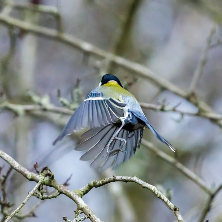 Eurasian Blue Tit, Townhill Loch, Fife, Scotland